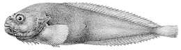 Image of Liparis antarcticus Putnam 1874