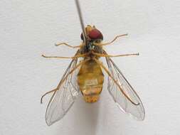 Image of Marmalade hoverfly