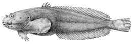 Image of Montagu's Sea Snail