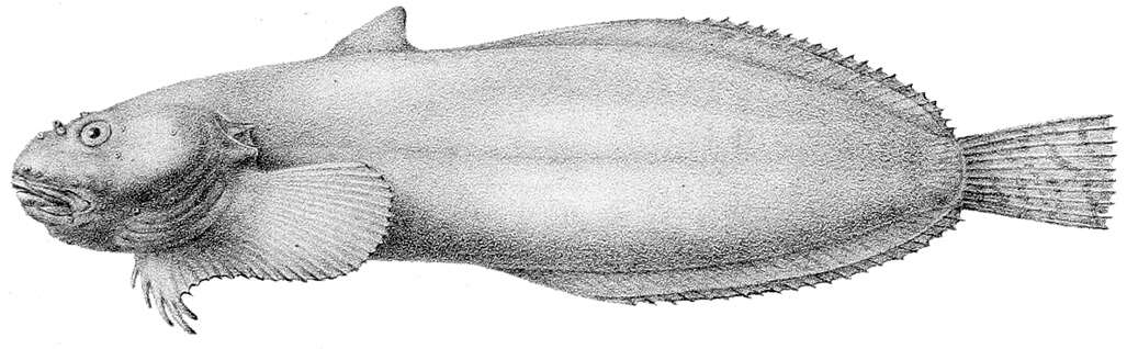 Image of Slimy snailfish