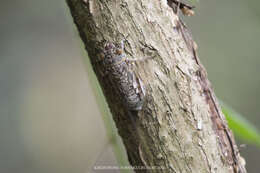 صورة Dundubia nagarasingna Distant 1881