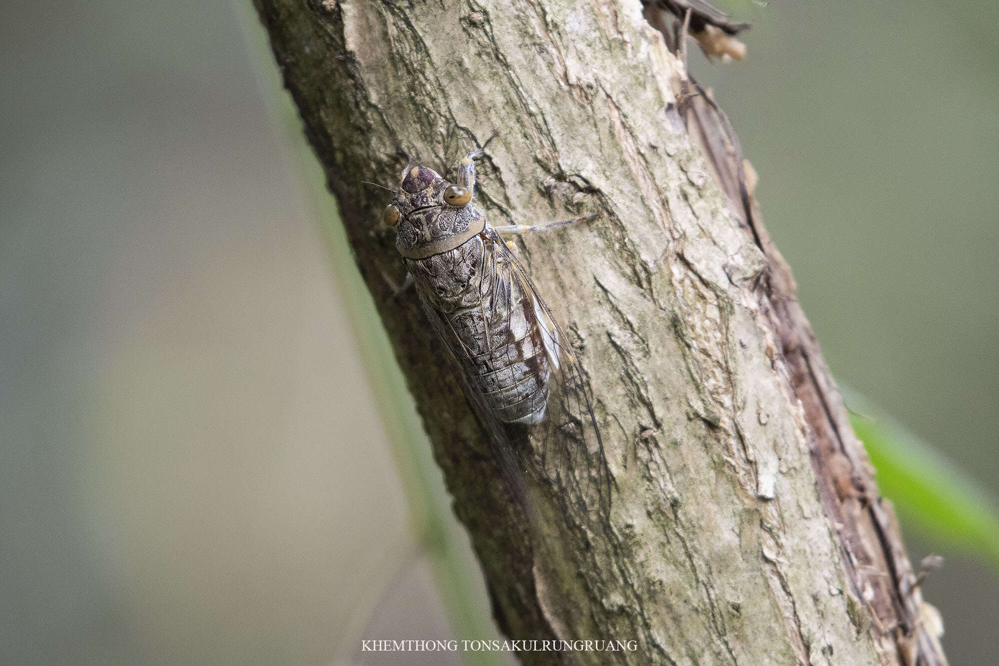 صورة Dundubia nagarasingna Distant 1881