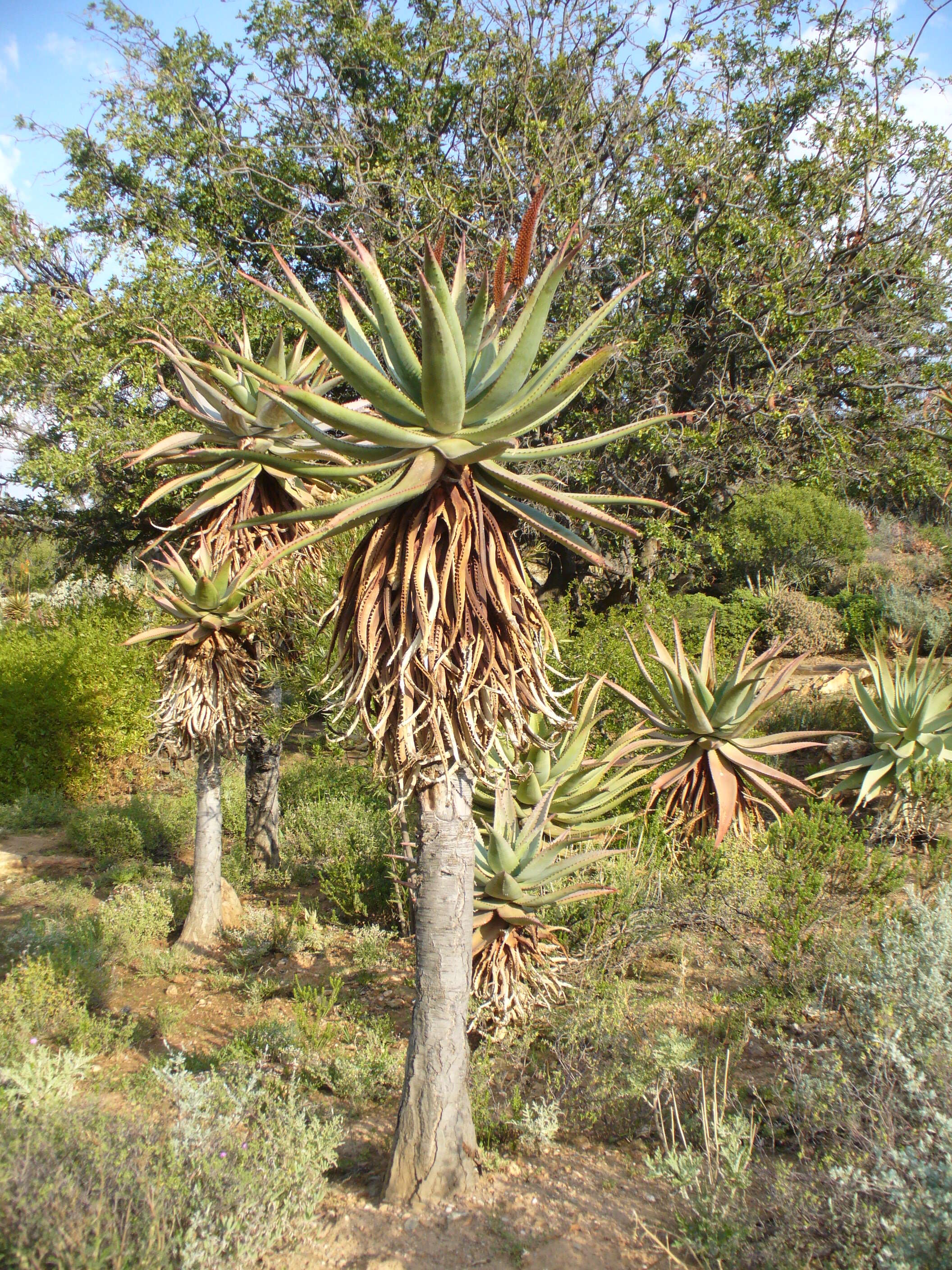 Image de Aloès du Cap