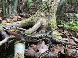 Image of Madagascar Girdled Lizard