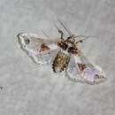 Image of Brinjal fruit and shoot borer