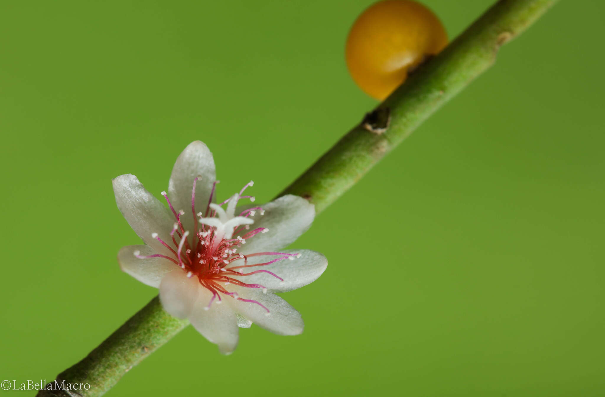 Imagem de Rhipsalis puniceodiscus G. Lindb.