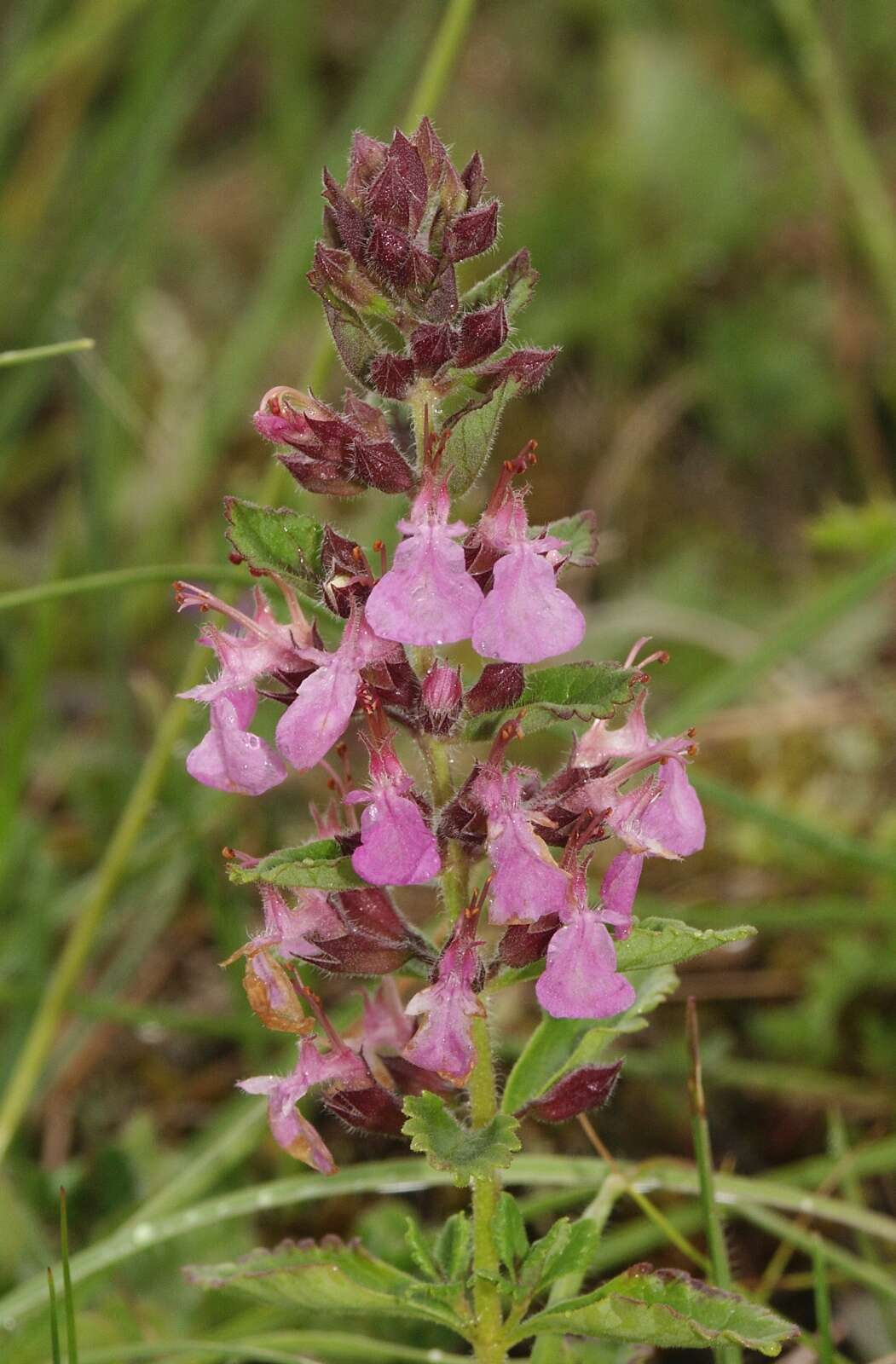 Image de Germandrée petit-chêne