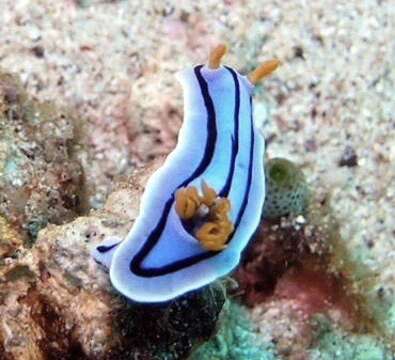 Image de Chromodoris lochi Rudman 1982