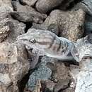 Image of Ruibal's Least Gecko