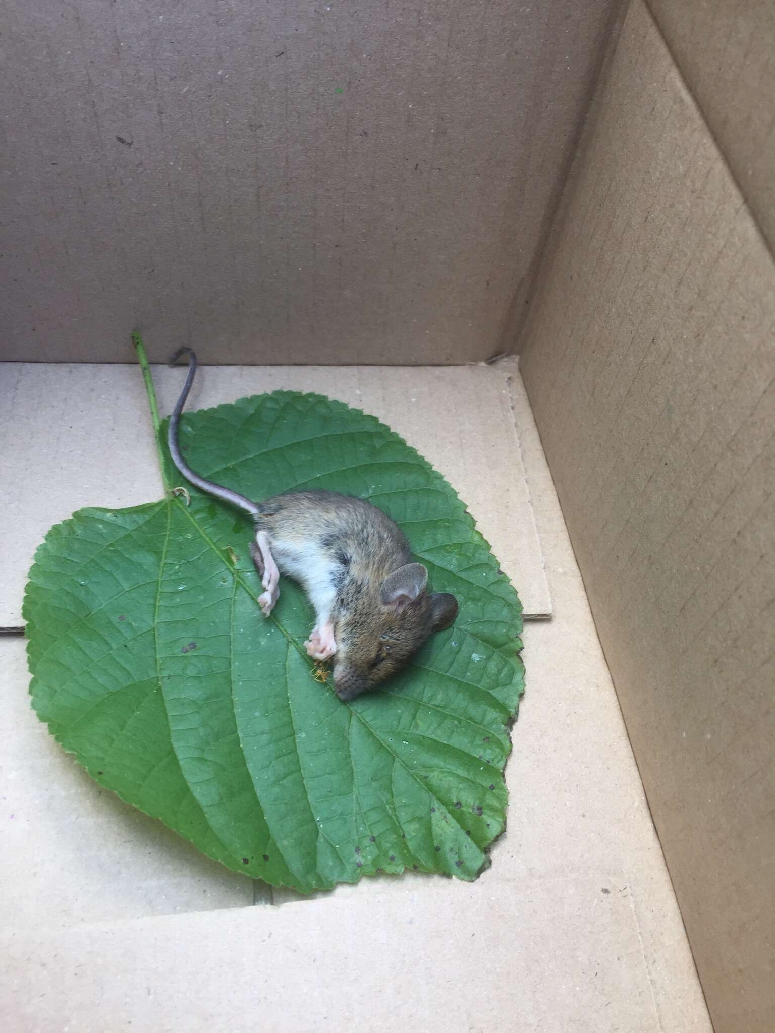 Image of Yellow-necked Field Mouse