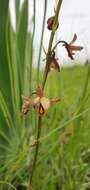 Image de Eulophia tenella Rchb. fil.