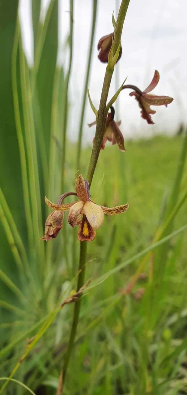 Image de Eulophia tenella Rchb. fil.