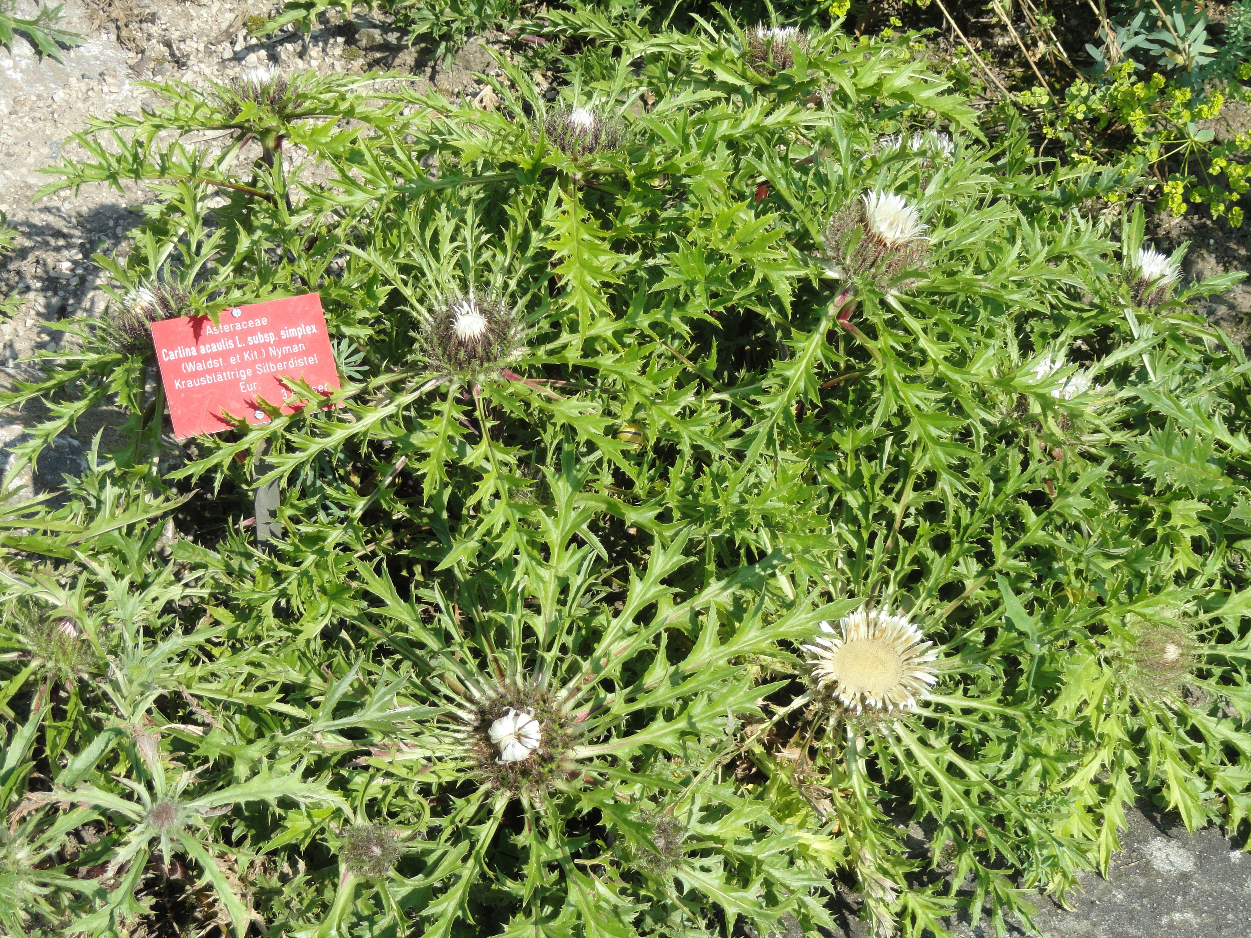 Image of Carlina acaulis L.