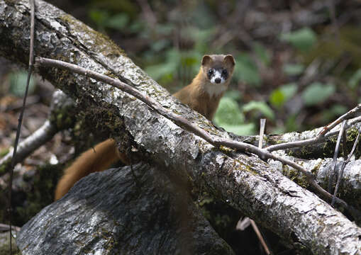 Image of Siberian Weasel