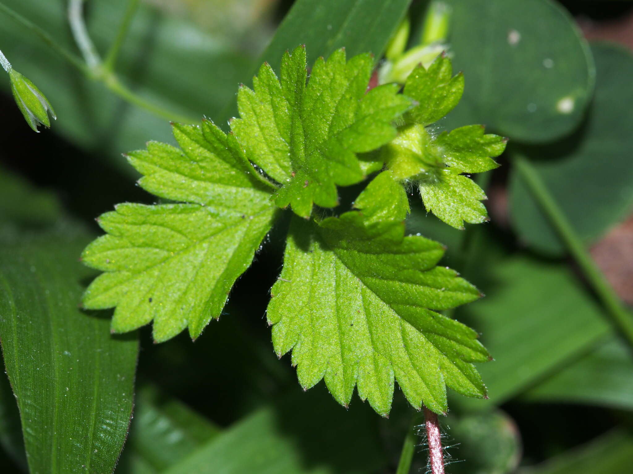 Image of Potentilla wallichiana Ser.