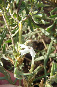 Image of Chascanum pinnatifidum (L. fil.) E. Mey.