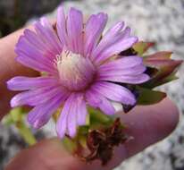 Image of Stayneria neilii (L. Bol.) L. Bol.