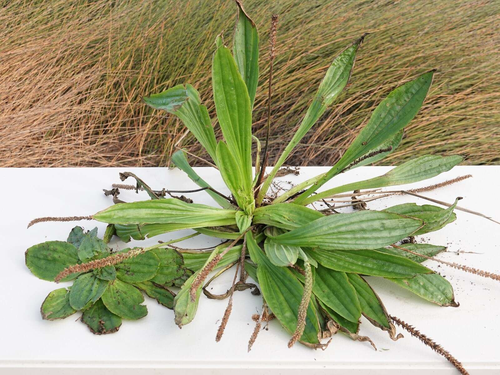 Image of Mexican Plantain