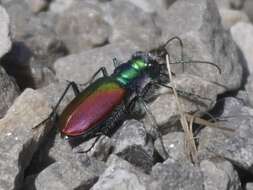 Image of Cicindela (Cicindela) scutellaris scutellaris Say 1823