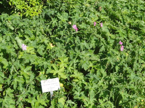 Imagem de Geranium endressii J. Gay