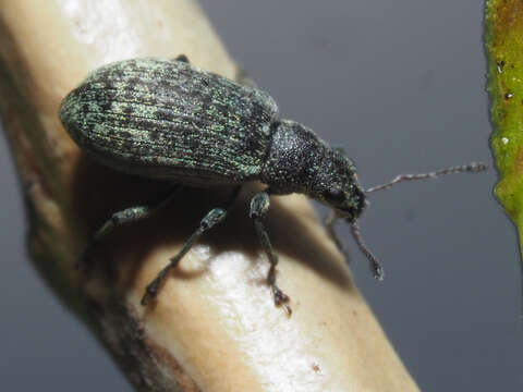 Image of Weevil