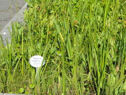 Image of Mare's Tail