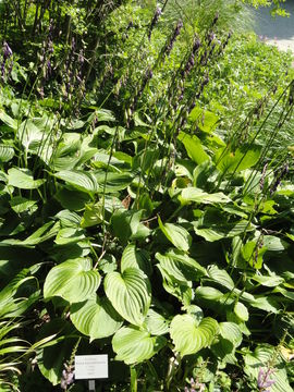 Image of <i>Hosta kiyosumiensis</i> F. Maek.