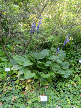 Image of <i>Hosta kiyosumiensis</i> F. Maek.