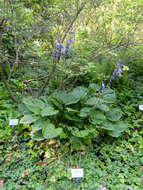 Imagem de Hosta kiyosumiensis F. Maek.