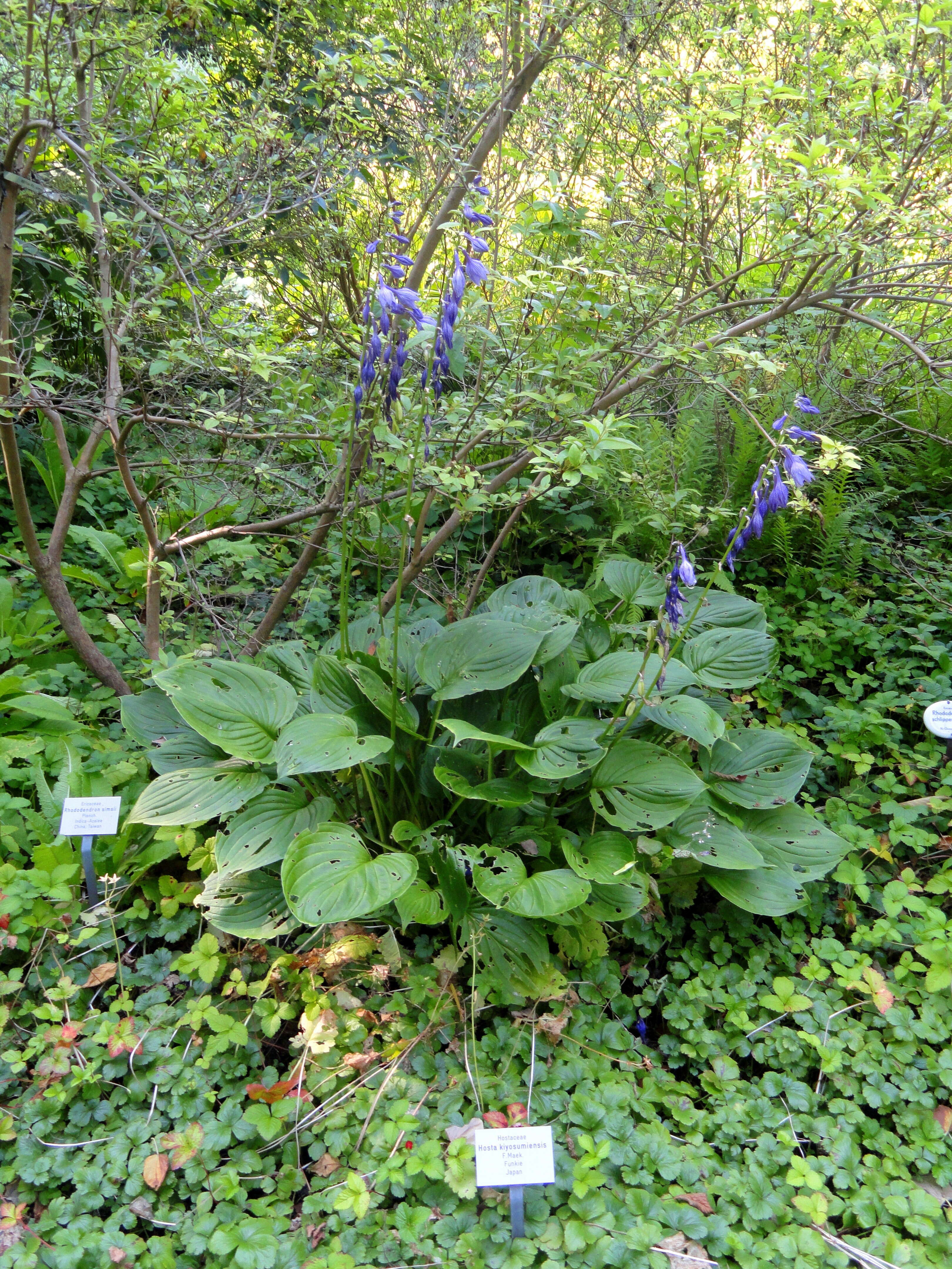 Imagem de Hosta kiyosumiensis F. Maek.