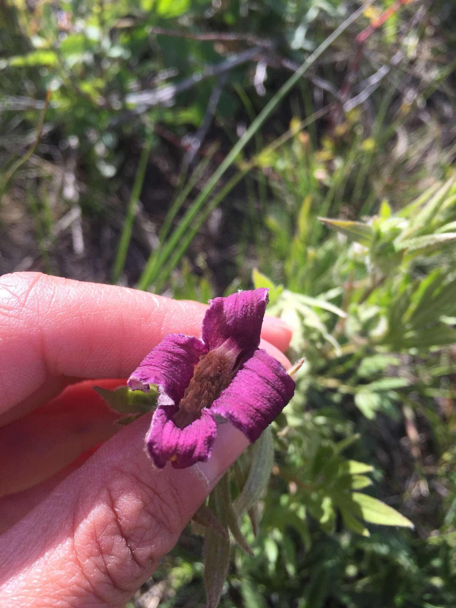 Image of hairy clematis