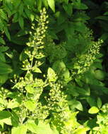 Image of yellow loosestrife