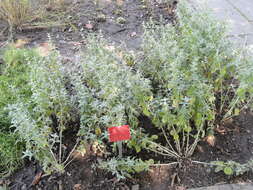 Image of horehound