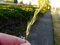 Image of brome fescue