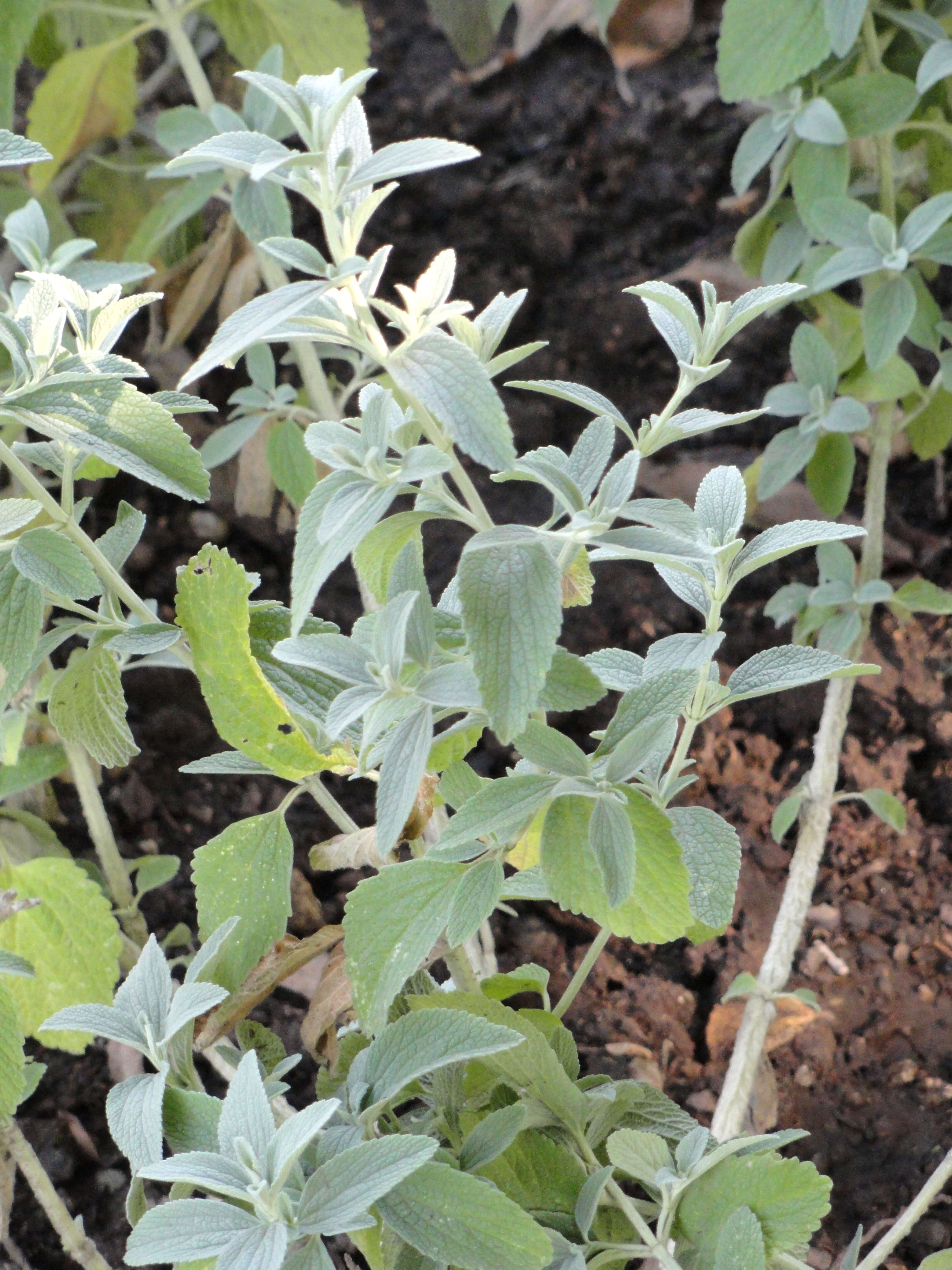 Image of horehound