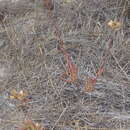 Image of Crassula biplanata Haw.