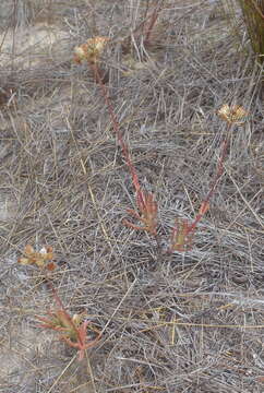 Image of Crassula biplanata Haw.