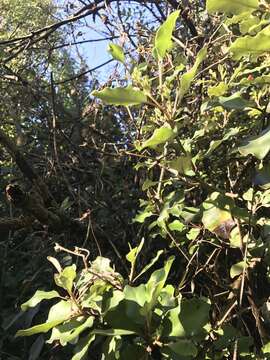 Image of Olearia paniculata (J. R. & G. Forst.) Druce