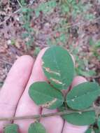 Image of Curtiss' lespedeza