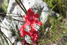 Imagem de Tritoniopsis burchellii (N. E. Br.) Goldblatt