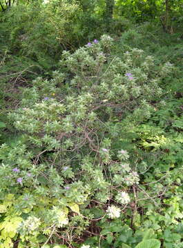 Image de Rhododendron hippophaeoides I. B. Balf. & W. W. Sm.