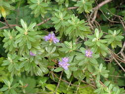 Image of Rhododendron hippophaeoides I. B. Balf. & W. W. Sm.