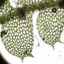 Image of Calypogeia arguta Nees & Mont.