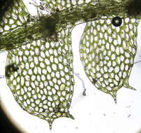 Image of Calypogeia subgen. Asperifoliae (Warnst.) R. M. Schust.