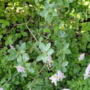 صورة Rhododendron oreotrephes W. W. Smith