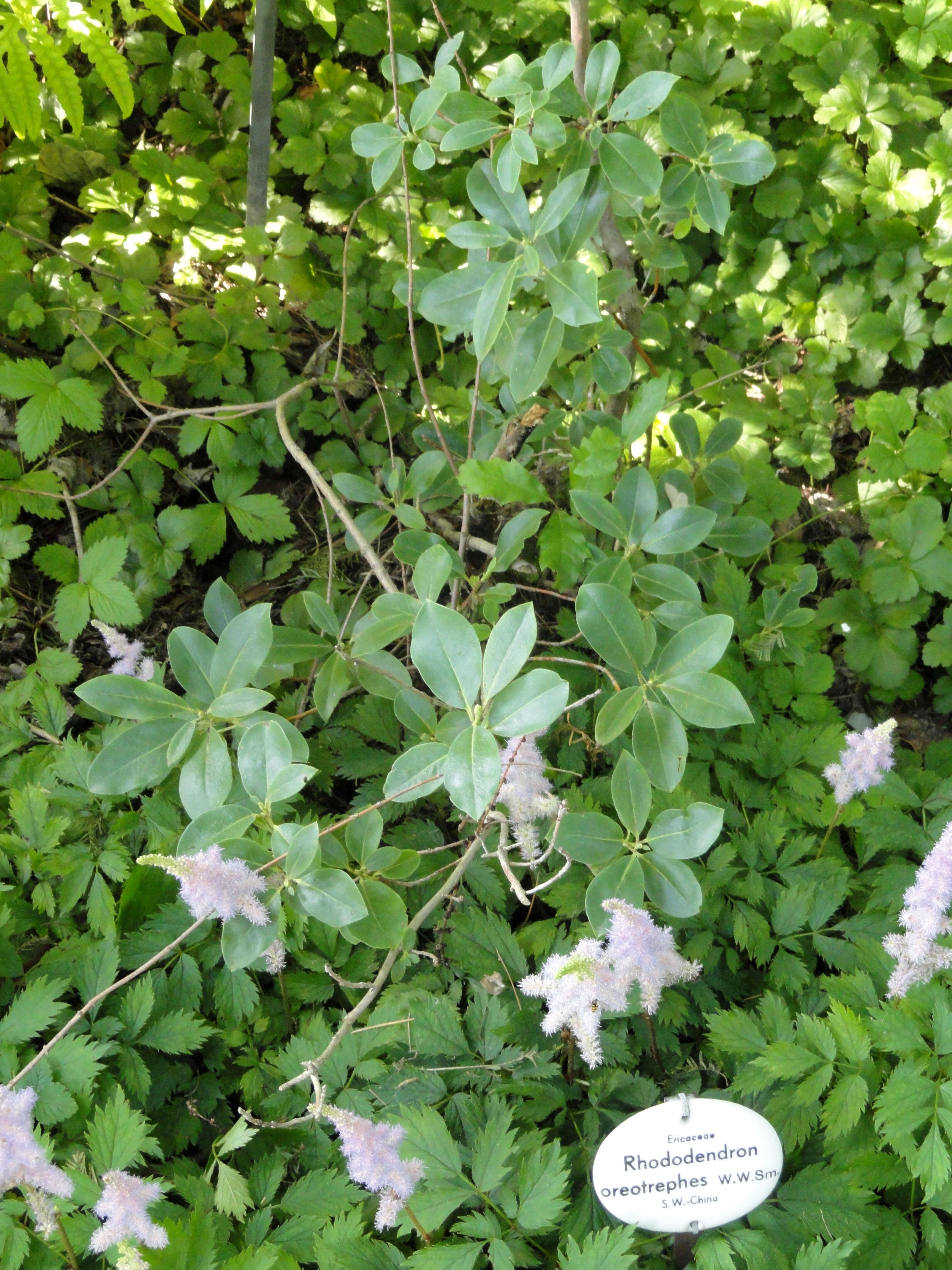 Imagem de Rhododendron oreotrephes W. W. Smith