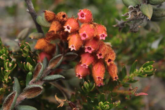 Image of Gaultheria lanigera Hook.