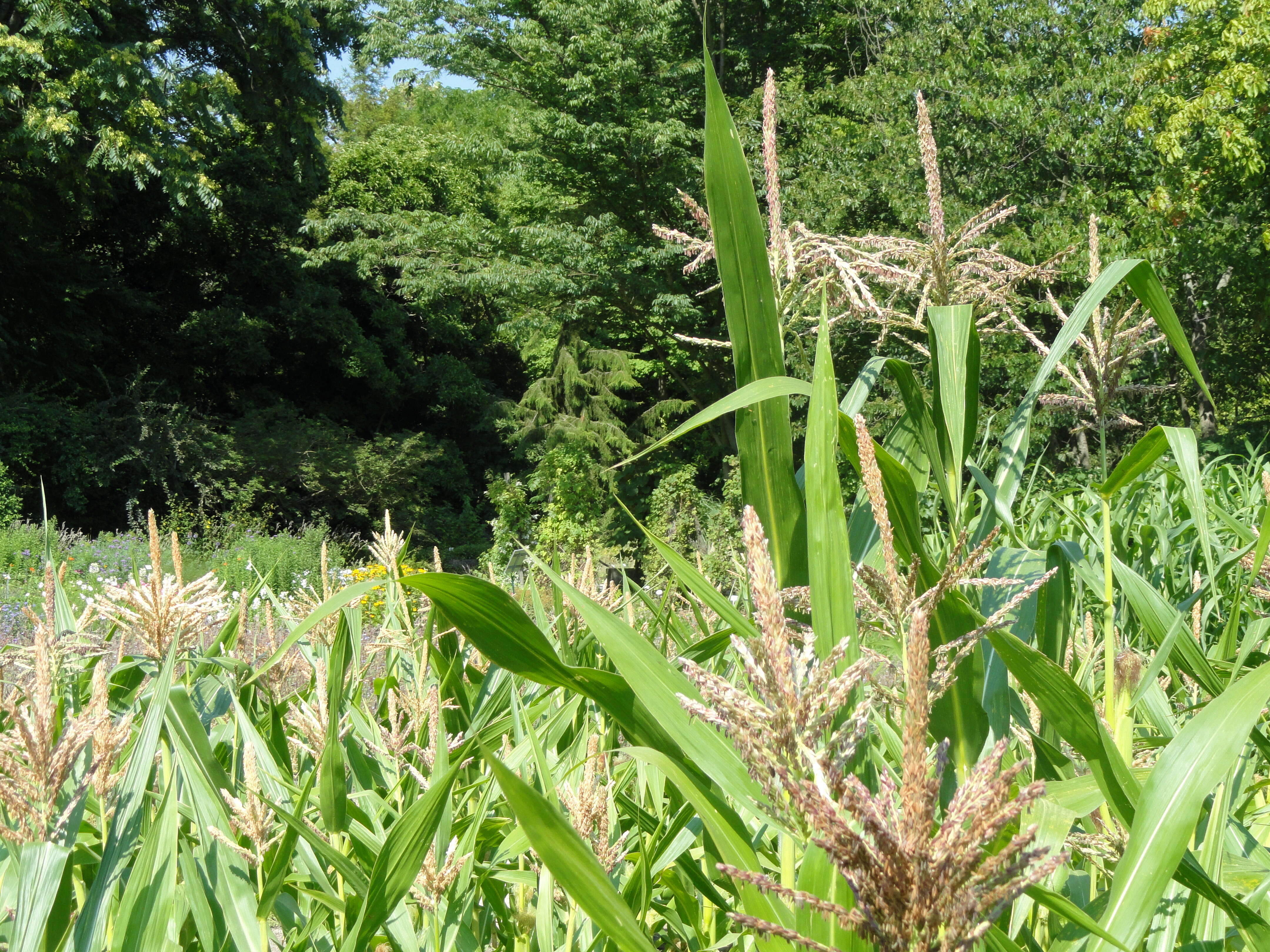 Image of sorghum