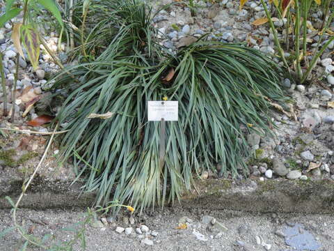 Image of Nuttall's deathcamas