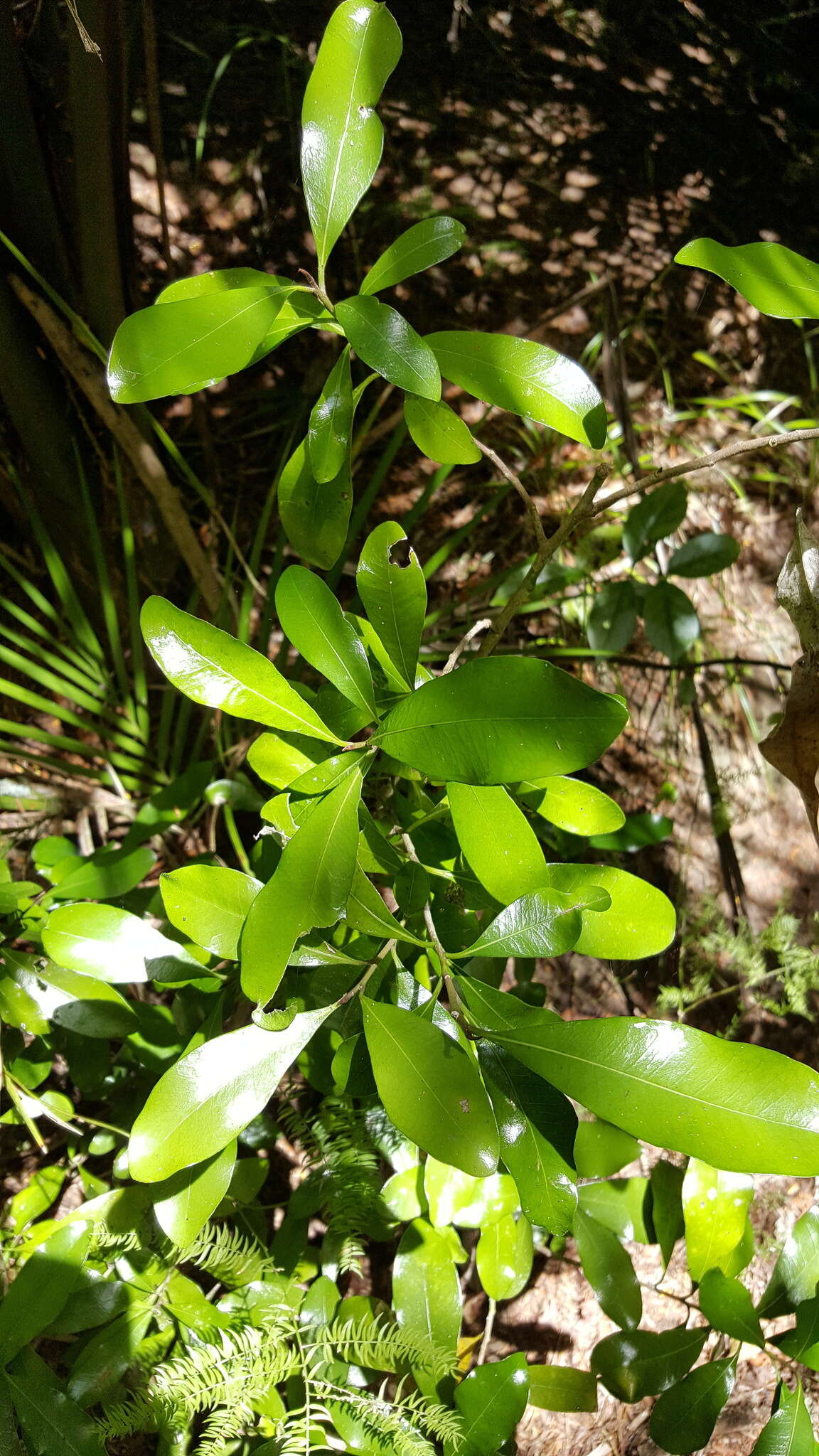 Image of Planchonella costata (Endl.) Pierre